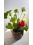 Beyaz Antoryum-Salon -Ofis Bitkisi 3