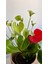Beyaz Antoryum-Salon -Ofis Bitkisi 4
