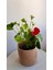 Beyaz Antoryum-Salon -Ofis Bitkisi 5