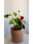 Beyaz Antoryum-Salon -Ofis Bitkisi 6