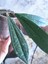 Hoya Rigidifolia Mum Çiçeği 3