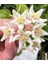 Hoya Carrii NS13-064 Mum Çiçeği 3