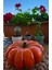 Cadılar Bayramı Halloween Bal Kabağı Fırça Tekniği Ile Boyanmış El Yapımı Noel Yılbaşı Bal Kabağı 5
