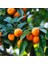 Clementine Mandalina Fidanı 1