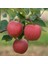 Mondial Gala Elma Fidanı 1