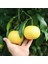 Marsh Seedless Greyfurt Fidanı 1