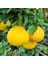 Pomelo (Şadok/ağaç Kavunu) Fidanı 1
