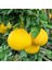 Pomelo (Şadok/ağaç Kavunu) Fidanı 1