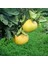 Pomelo (Şadok) Greyfurt Fidanı 1