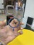 Iphone 11 Uyumlu Şeffaf Magsafe Özellikli Geç Sararma Yapan Kıılıf 5
