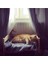 Ahsap Kedi Yatak 4