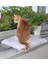 Kedi Cam Önü Oturma Platformu 1