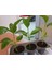 2 Adet Pasiflora (Çarkıfelek) Fidesi Tüplü 20CM Üstü. 1