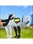 Yetişkin Voleybol Seti, Sporcu Kolluğu ve Siyah-Beyaz Çorap, Renk: Siyah 2
