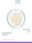 Bakuchiol Serum Doğal Retinol Etkili (30 Ml) 3