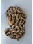Medusa Duvar Dekoratif Heykeli 25 cm x 17 cm 3