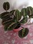 Maranta Erythroneura, Dua Çiçeği – Canlı Kırmızı Damar, Modern Iç Mekan Bitkisi 1