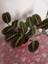 Maranta Erythroneura, Dua Çiçeği – Canlı Kırmızı Damar, Modern Iç Mekan Bitkisi 2