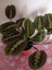 Maranta Erythroneura, Dua Çiçeği – Canlı Kırmızı Damar, Modern Iç Mekan Bitkisi 3