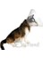 Eastland Köpek Kedi ve Köpek Elizabeth Yakalığı 25 cm 1