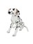 01411 Dalmaçyalı 68 Cm. Peluş 2