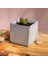 2&amp;#39;ıi Set Kare Beton Sukulent &amp; Kaktüs Saksısı 2