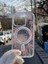 Iphone 16 Pro Kılıf Pembe Fiyonk Desenli Magsafe Şeffaf Kılıf Darbeye Dayanıklı Kapak 3