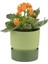 Elite Ixora 13 cm Saksı Çift Renkli Yeşil Tonları Genişlik 13 cm Yükseklik 13 cm 1,25 Lt 1 Adet 4