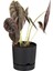Elite 3'lü Kombin Begonya 9lt Saksı Antrasit(Leo Flowers Ürünüdür)Ağız Çapı 24.5 cm Yükseklik 23 cm 1 Adet 3