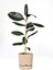 Elite Begonya 3.3 Lt Krem Saksı (Leoflowers Ürünü)Ağız Çapı 18CM Yükseklik 17.5 cm 1 Adet 1
