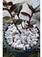 Elite Beyaz Dolomit Taş 1 kg 1,5-2,5 cm Dere Çakıl Taşı Bahçe Süs Taşı Saksı Teraryum Taşı 1 Adet 2