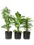 Elite Begonya 5 Lt Antrasit Saksı (Leoflowers Ürünü) 1 Adet 2