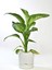 Elite Begonya Tasarım Beyaz Renkli 3.3 Lt Özel Altlıklı Saksı(Leoflowers)Ağız Çapı 18CM Yükseklik 17.5 cm 1 Adet 1