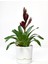 Elite Begonya Tasarım Beyaz Renkli 3.3 Lt Özel Altlıklı Saksı(Leoflowers)Ağız Çapı 18CM Yükseklik 17.5 cm 1 Adet 3
