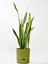Elite Begonya 5 Lt Yeşil Saksı (Leoflowers Ürünü) FMA044643 1 Adet 1
