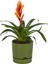 Elite Begonya 5 Lt Yeşil Saksı (Leoflowers Ürünü) FMA044643 1 Adet 3
