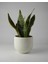 Elite Dekoratif Beton Saksı - Orta Boy Yuvalak - 15X14CM 2l 1 Adet 1