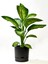Elite Begonya Tasarım Antrasit Renkli 3.3 Lt Saksı (Leoflowers ) Ağız Çapı 18CM Yükseklik 17.5 cm 1 Adet 1