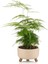 Elite Tripot Saksı 0,70 Lt, Bonsai Saksısı, Sukulent Saksısı, Ayaklı Saksı 1 Adet 2