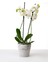 Elite Dekoratif Beton Saksı - Orkide Saksısı - Mermer Desenli - 13.4X12.7CM 2l 1 Adet 1