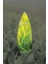 Elite Yeşil Çay Kokulu Geri Akış Tütsüsü Konik Tütsü Green Tea Backflow Incense Cones 10 Adet 1 Adet 2
