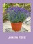 Yoğun Kokulu Aromatik Lavanta Fidanı 10-20 cm 3