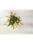 Dikenler Tacı Küçük Çiçekli Euphorbia Milli (Sarı) 10-20 cm 1