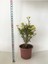 Dikenler Tacı Küçük Çiçekli Euphorbia Milli (Sarı) 10-20 cm 3