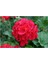 Sardunya Fidanı Kırmızı Çiçekli 10-20 cm 2