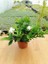 Gardenya Çiçeği ( Gardenia Jasminoides ) Kokulu 1