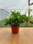 Gardenya Çiçeği ( Gardenia Jasminoides ) Kokulu 2