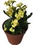 Milli Euphorbia Dikenler Tacı Sarı 1