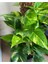 Potos Sarmaşığı Epipremnum Aureum 10-20 cm 1