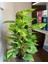 Potos Sarmaşığı Epipremnum Aureum 10-20 cm 3